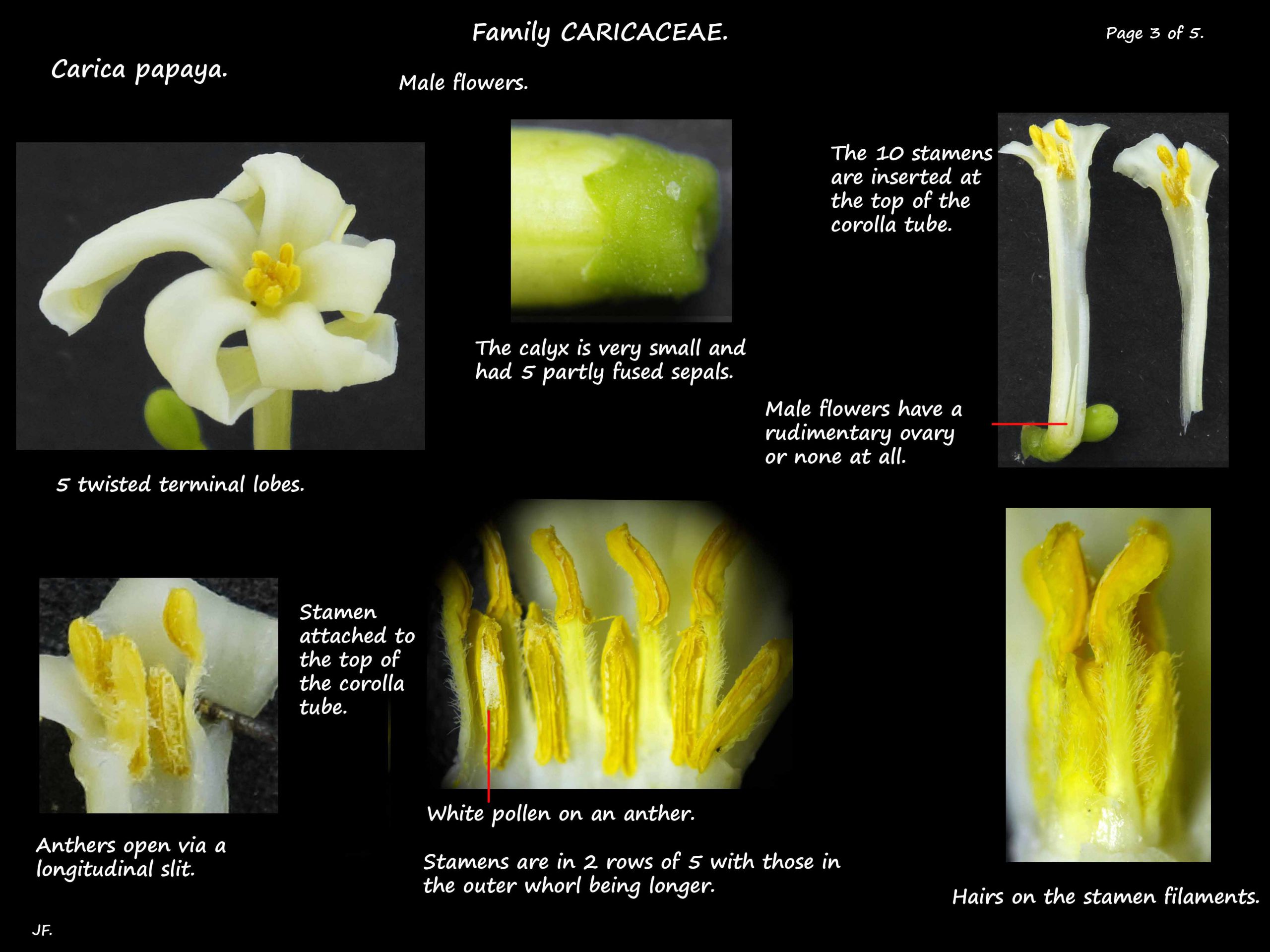 3 Carica papaya stamens